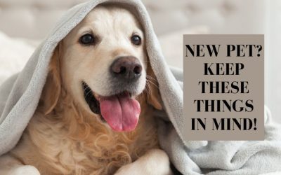New Pet? Keep These Things in Mind!